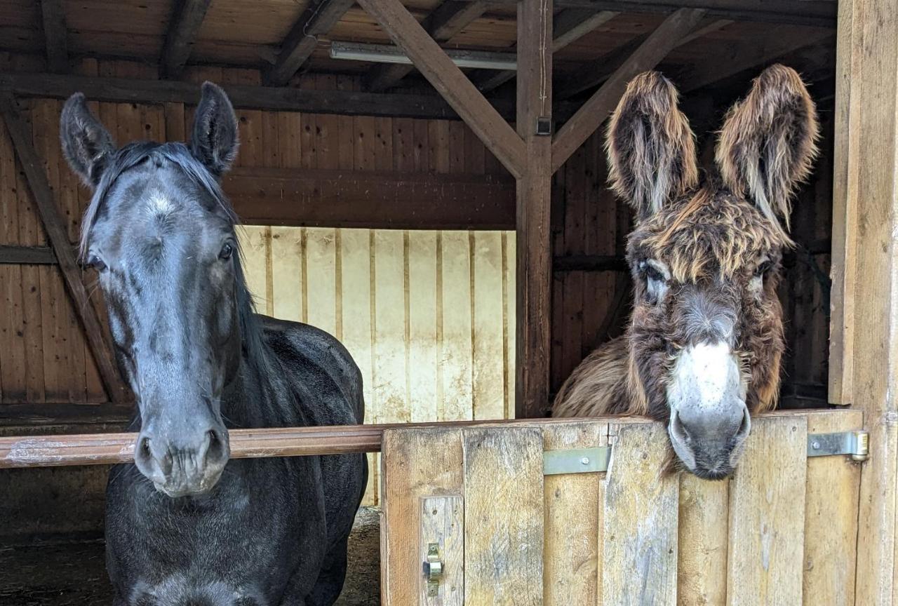 Lana Salta Alpakas - Gemuetliche Ferienwohnungen Auf Dem Bauernhof Murrhardt Exteriör bild